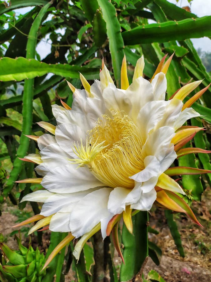 Dragon fruit flower stock photo. Image of flower, seen 75981166