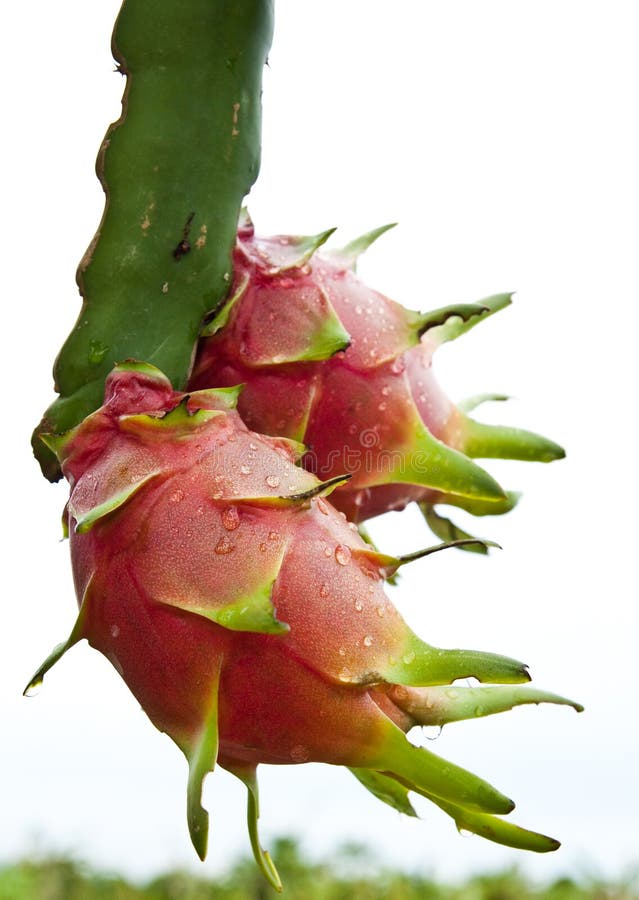 Dragon fruit on a tree