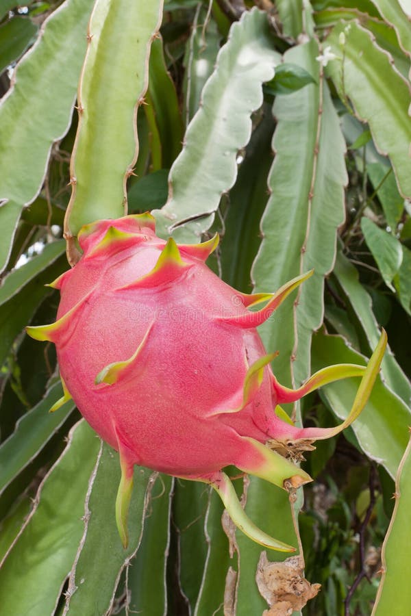 Dragon fruit on a tree