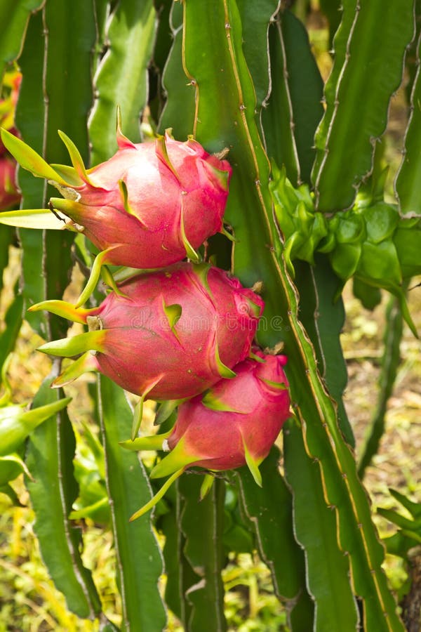 Dragon fruit tree stock image. Image of juicy, exotic 25487483