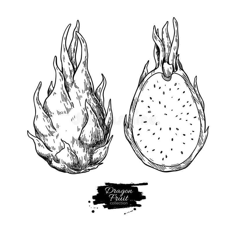 Featured image of post Dragon Fruit Drawing Easy Download free illustration of hand drawn dragon fruit illustration about dragon fruit dragonfruit fruits exotic fruit and odd 262394