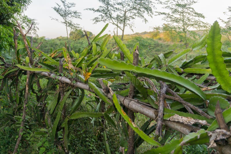 Dragon Fruit Vine Farm Plant Lush Foliage Philippines Stock Photos