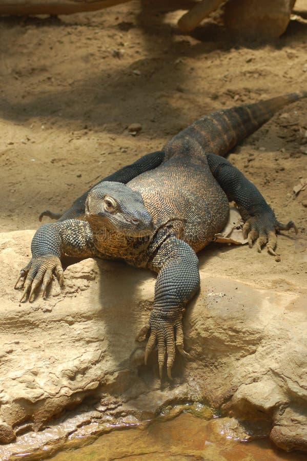 Dragon komodo στοκ φωτογραφίες