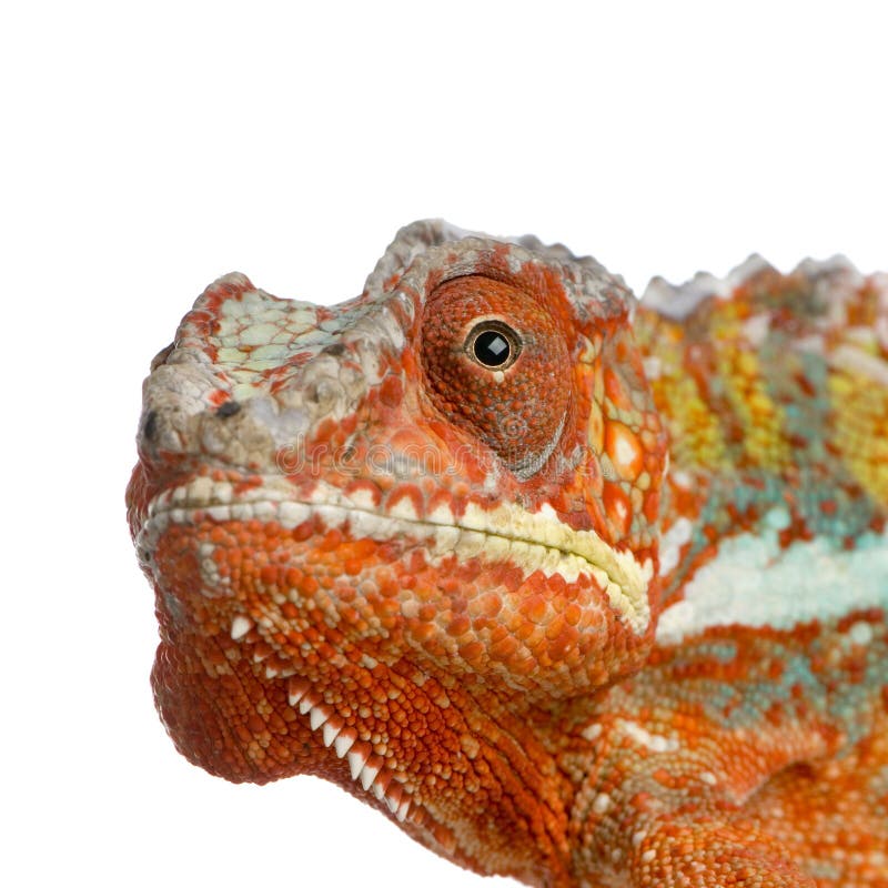Close-up on a Chameleon Furcifer Pardalis in front of a white background and looking at the camera. Close-up on a Chameleon Furcifer Pardalis in front of a white background and looking at the camera