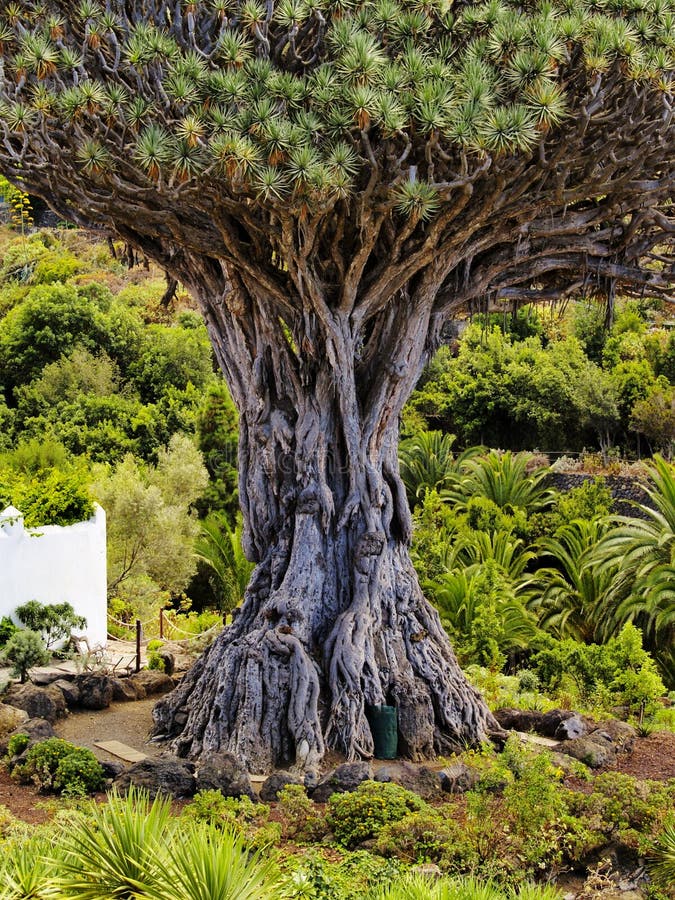 Dragon tree stock photo. Image of soil, monument, protected 6885014