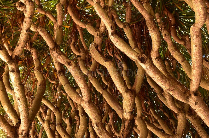 Dracena, un strat impenetrabil de ramuri răsucite, detaliu, vedere de jos, Africa royalty free stock photo