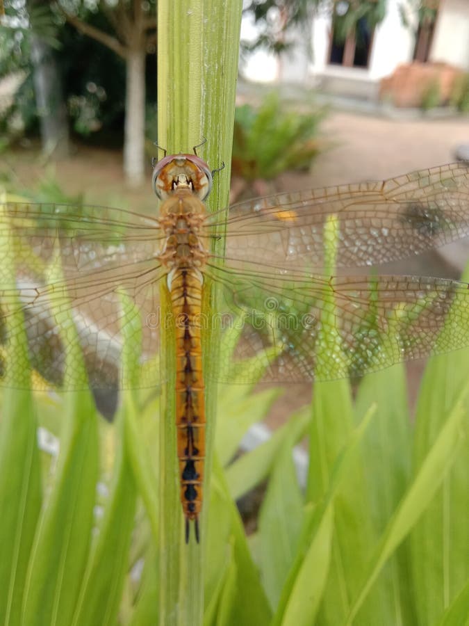 Dragonflies Flying and Perched on One of the Flower Plants Stock Photo