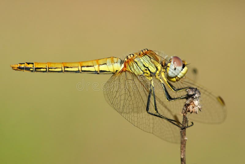 Dragonfly