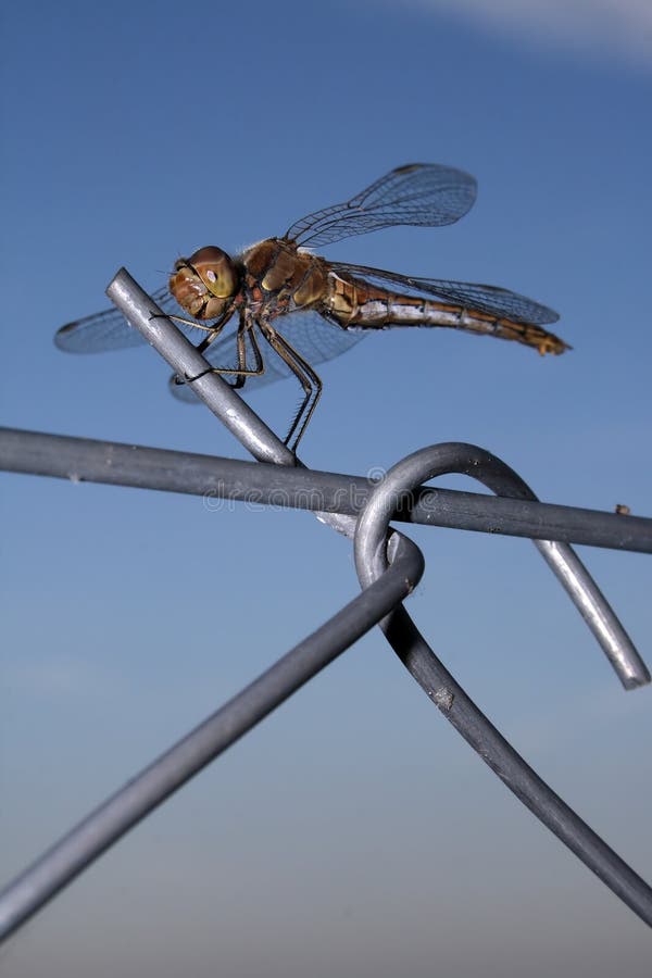 Dragonfly stock photo