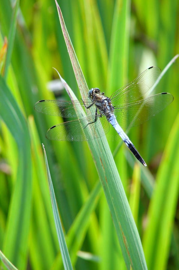 Dragonfly royalty free stock photos