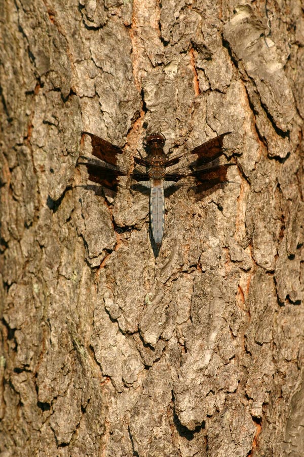 Dragonfly royalty free stock photo