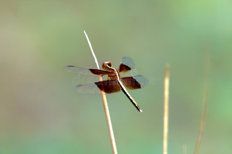 Dragonfly stock photography