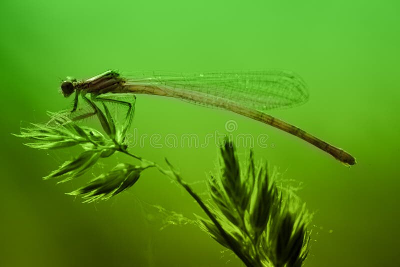 Dragonfly