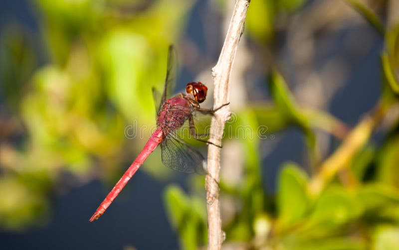 Dragonfly stock photos
