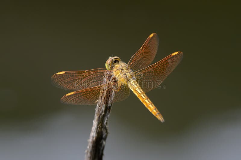 Dragonfly