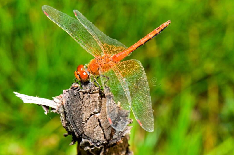 Dragonfly