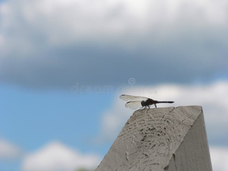 Dragonfly 2
