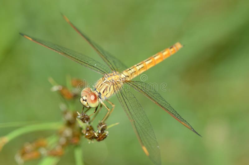 Dragonfly