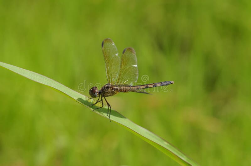 Dragonfly stock images