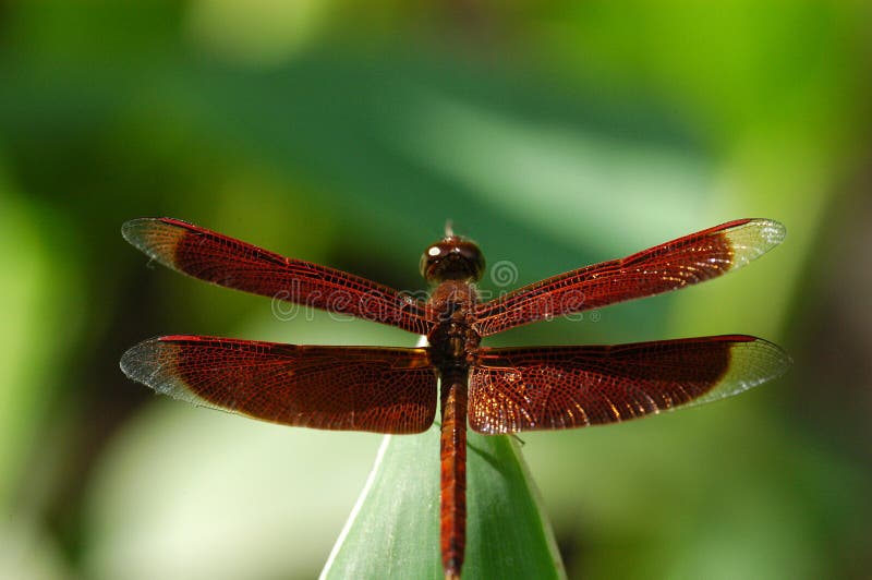 Dragonfly