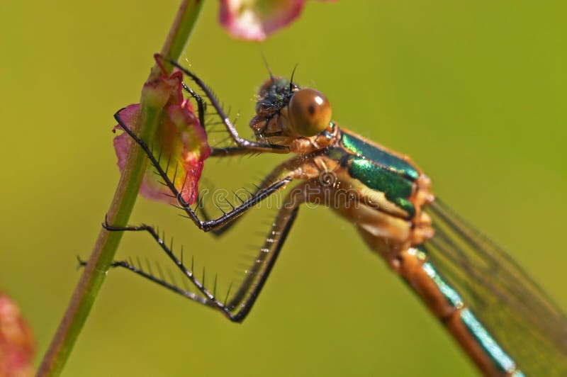 Dragonfly