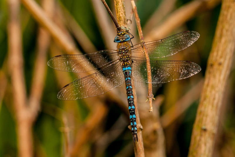 Dragonfly