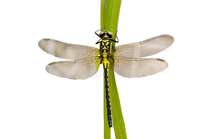 Dragonfly 37