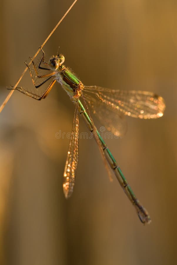 Dragonfly