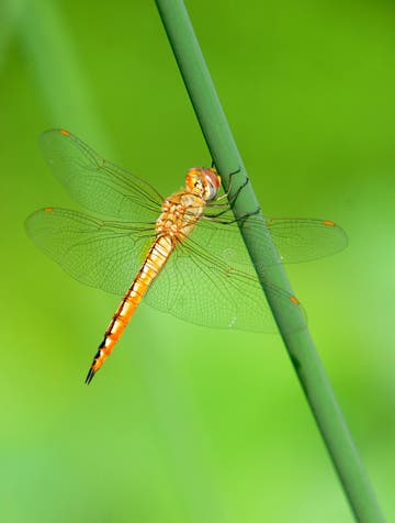 81,683 Dragonfly Stock Photos - Free & Royalty-Free Stock Photos from ...