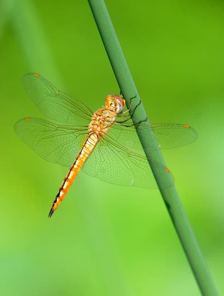 83,889 Dragonfly Stock Photos - Free & Royalty-Free Stock Photos from ...