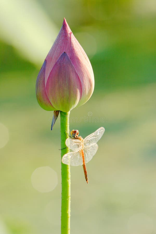 dragonfly стоковые изображения rf dragonfly стоковые изображения rf