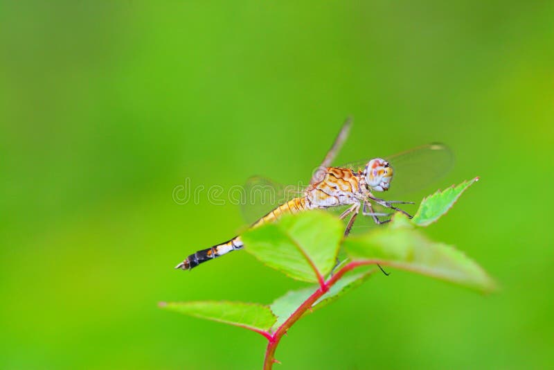 Dragonfly 8 stock photography