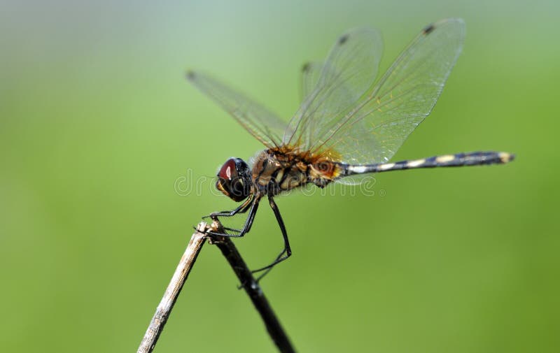 Dragonfly balance