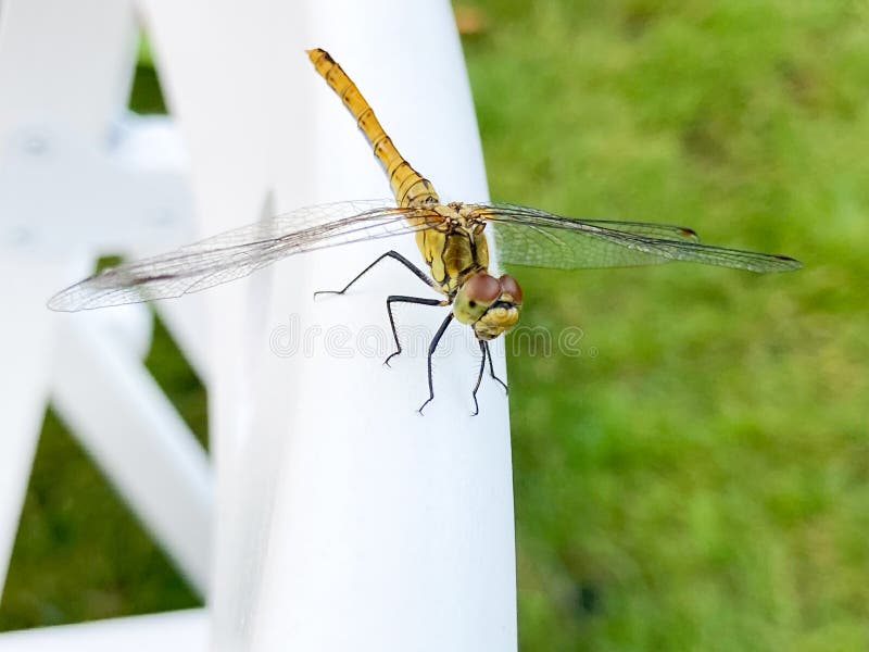 Dragonfly is belonging to the order Odonata, infraorder Anisoptera