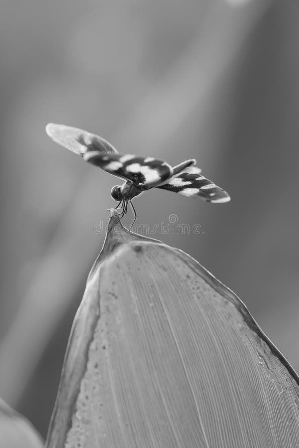 Dragonfly in Black and White Stock Photo - Image of life, nature: 43169572