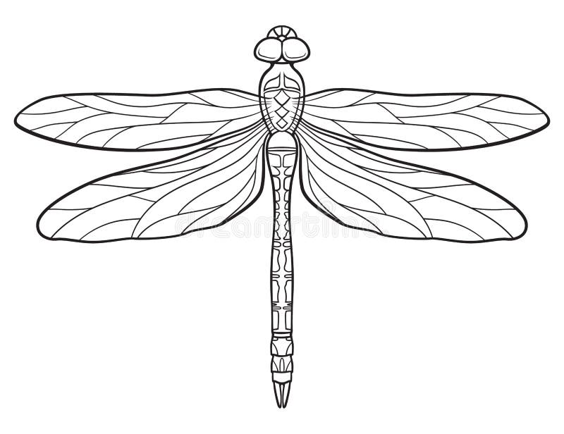 Line Drawing Dragonfly : Dragonfly stock vector illustration of beauty insects