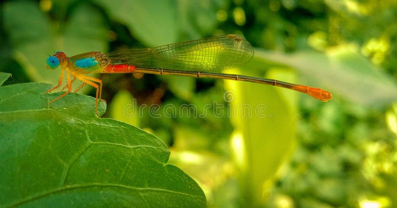 Dragonfly wildlife insect stock images. Blue Eyed Dragonfly In India In A Tropical Rain Forest.Indian Wildlife .Grasshopper.