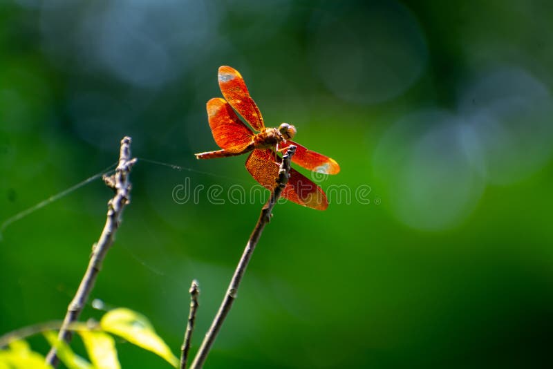 Dragonfly stock photo. Image of arthropod, flower, nature 181171474
