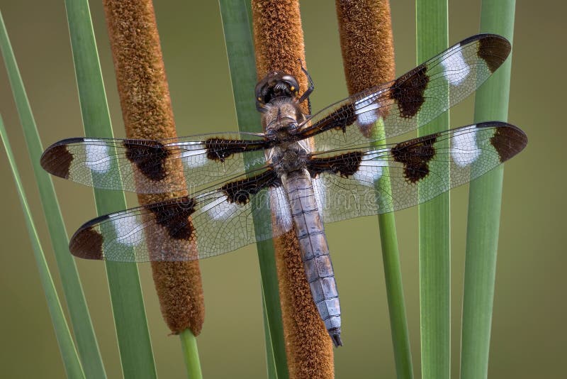 Dragonfly on cattails