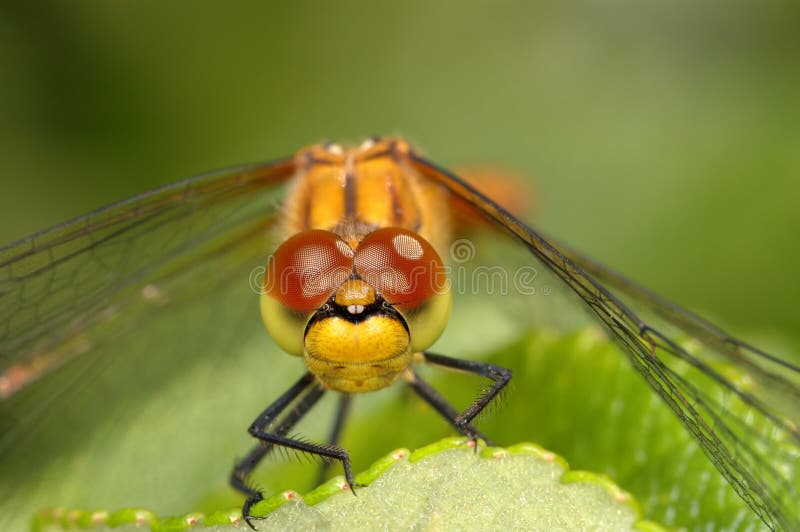 Dragonfly close-up royalty free stock photo