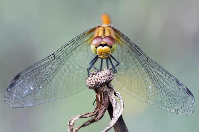 Dragonfly close-up royalty free stock image