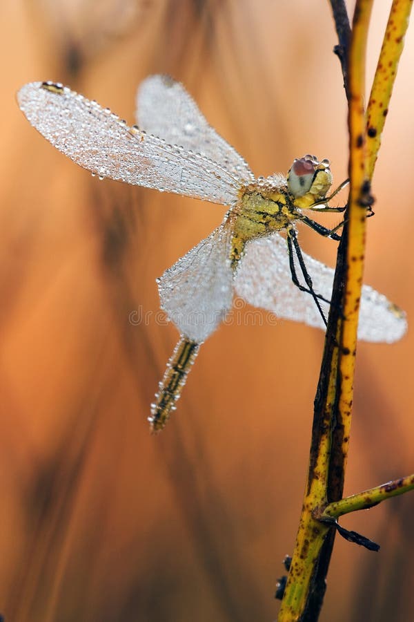 Dragonfly close up royalty free stock photography