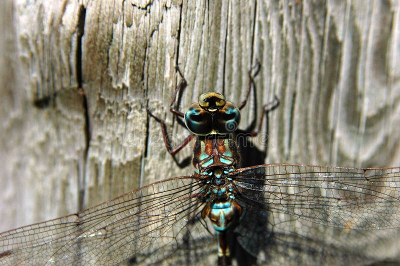 Dragonfly close-up 2 royalty free stock photography