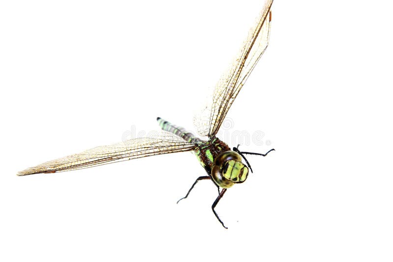 Dragonfly close up stock photography