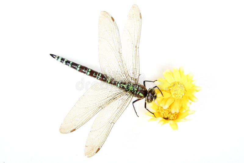 Dragonfly close up royalty free stock images