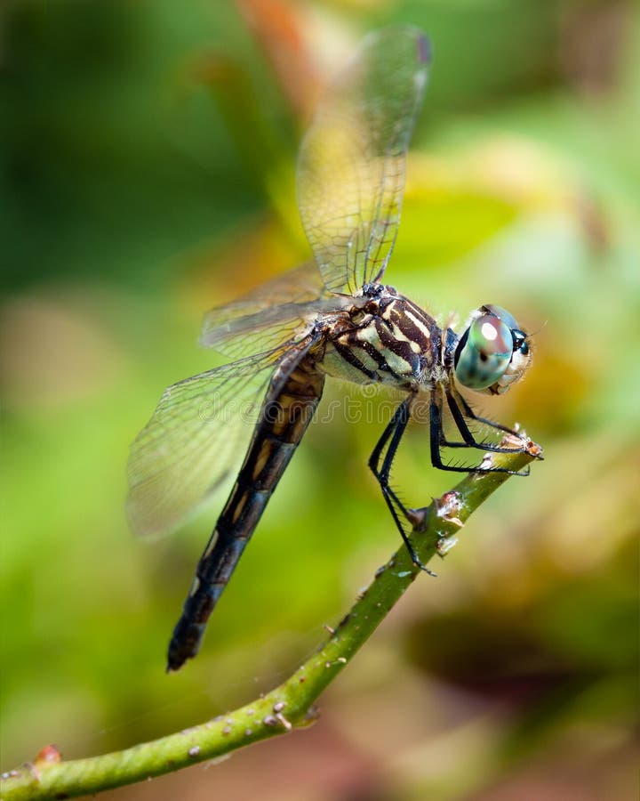 Dragonfly close up royalty free stock images