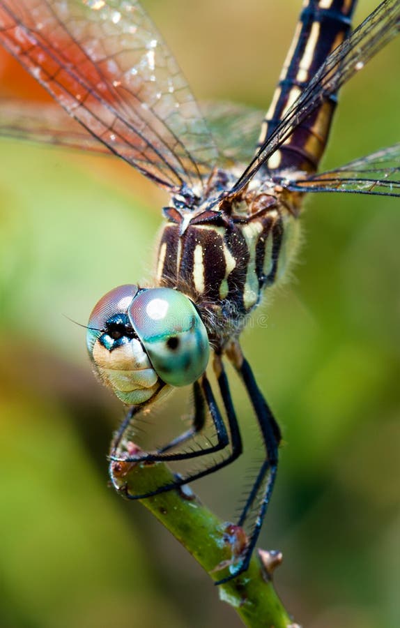 Dragonfly close up stock photo