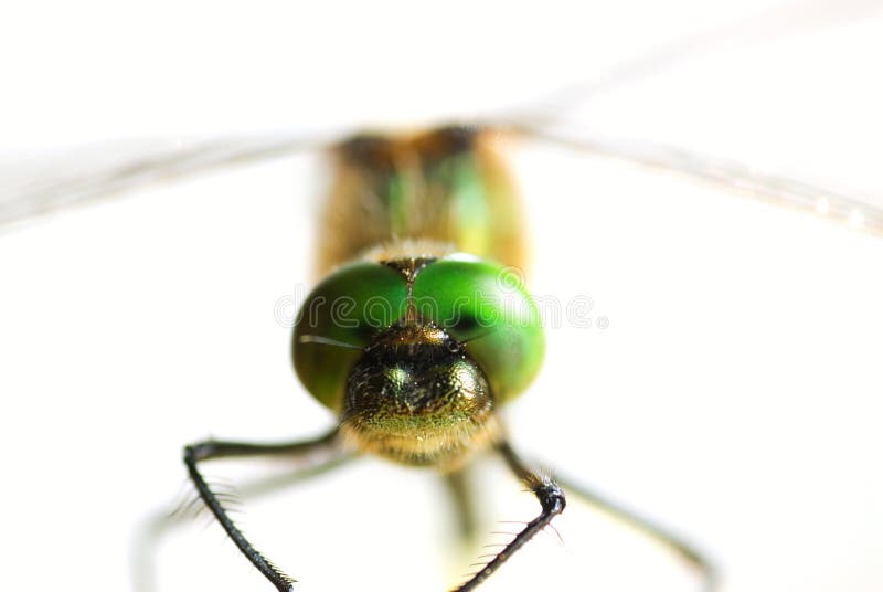 Dragonfly close-up stock image