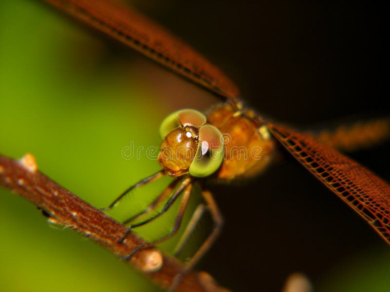 Dragonfly close up stock image