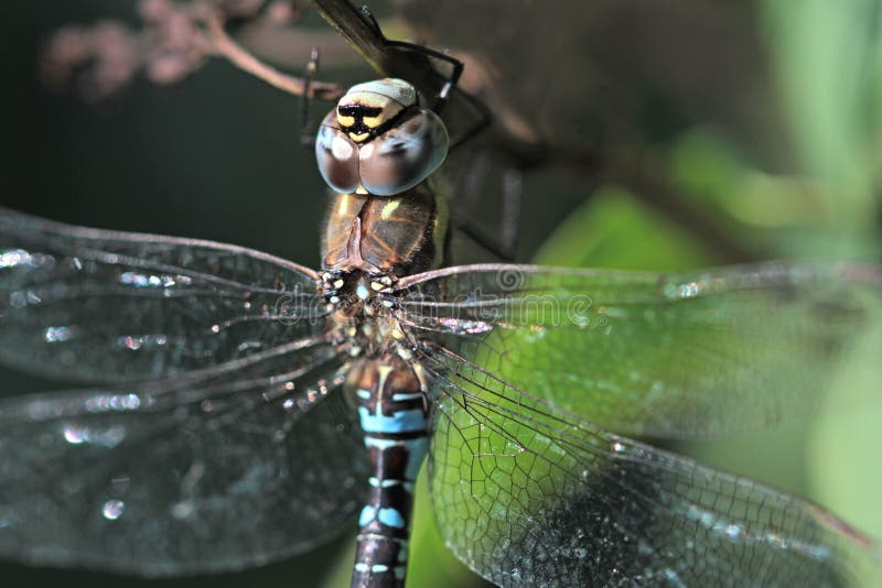 Dragonfly, close up image. In the Nature royalty free stock image